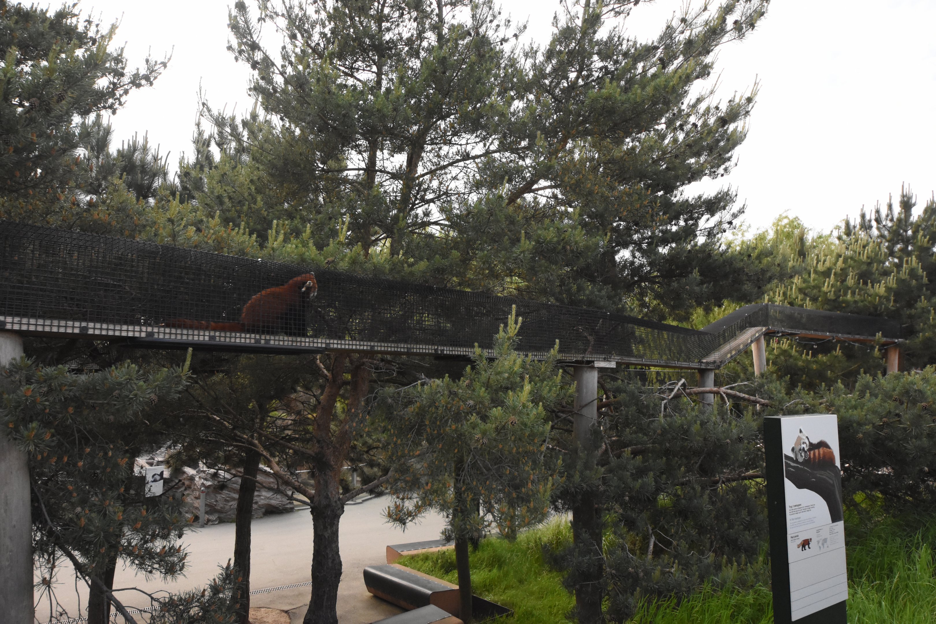 Red panda walkways