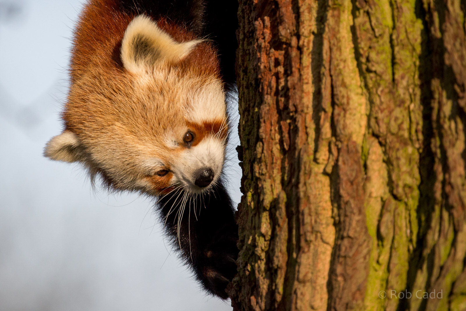 Red panda : Whipsnade : 22 Mar 2015