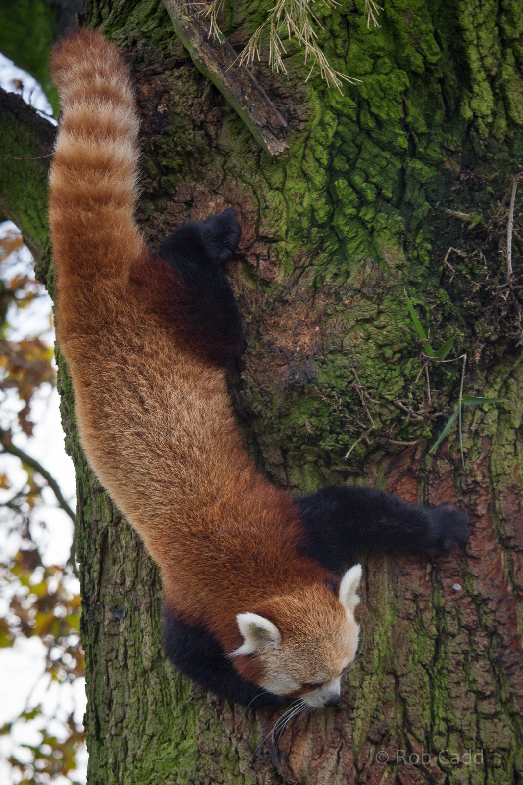 Red panda : Whipsnade : 30 Nov 2014
