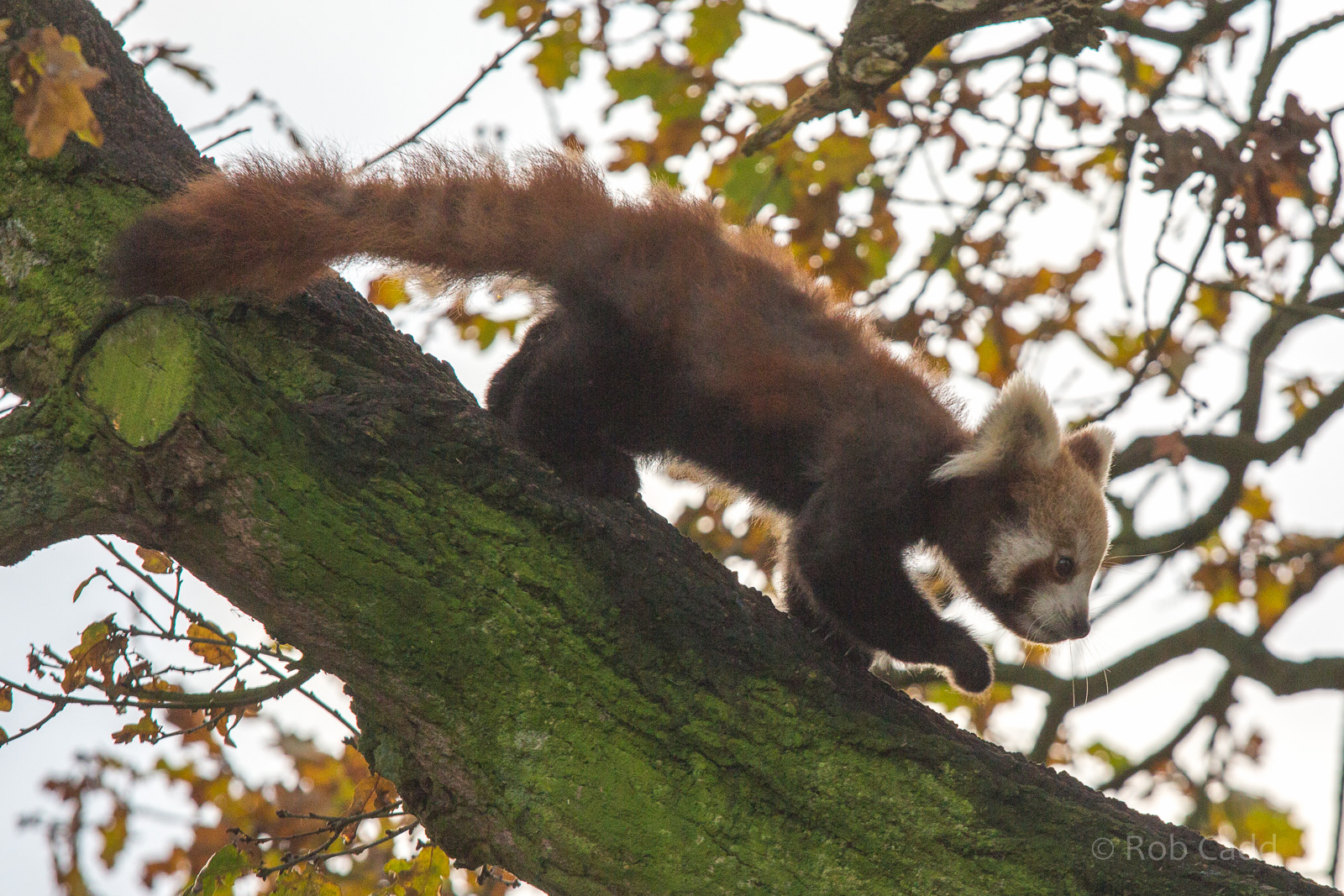 Red panda : Whipsnade : 30 Nov 2014