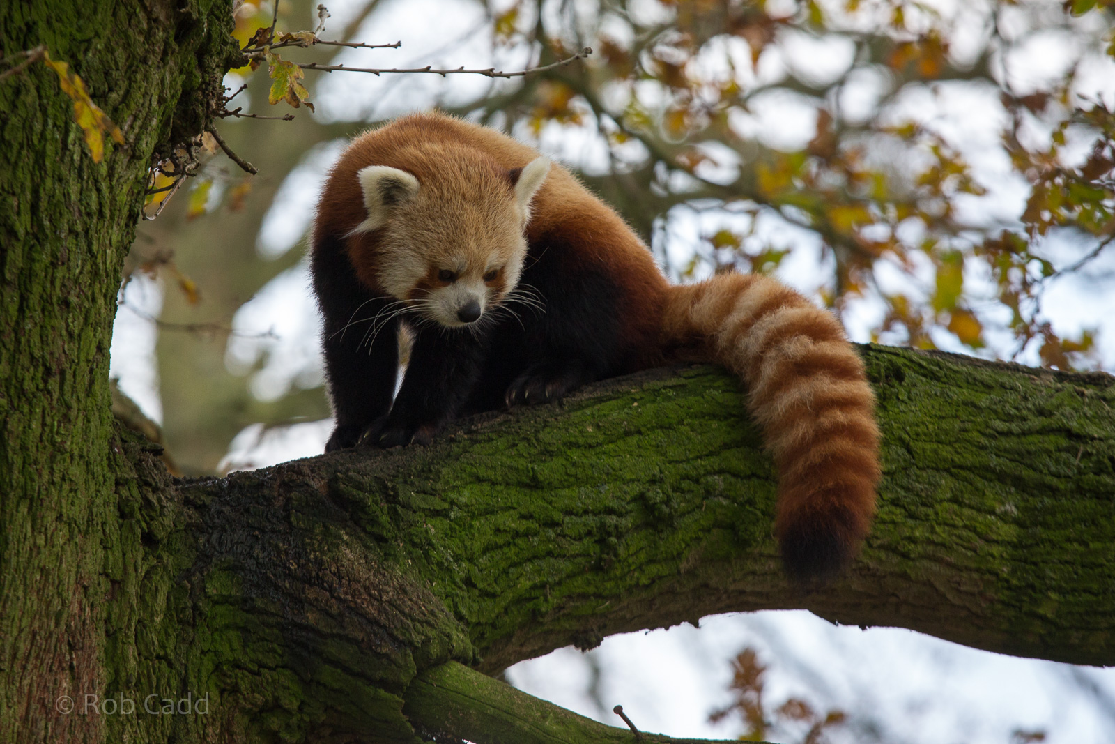 Red panda : Whipsnade : 30 Nov 2014