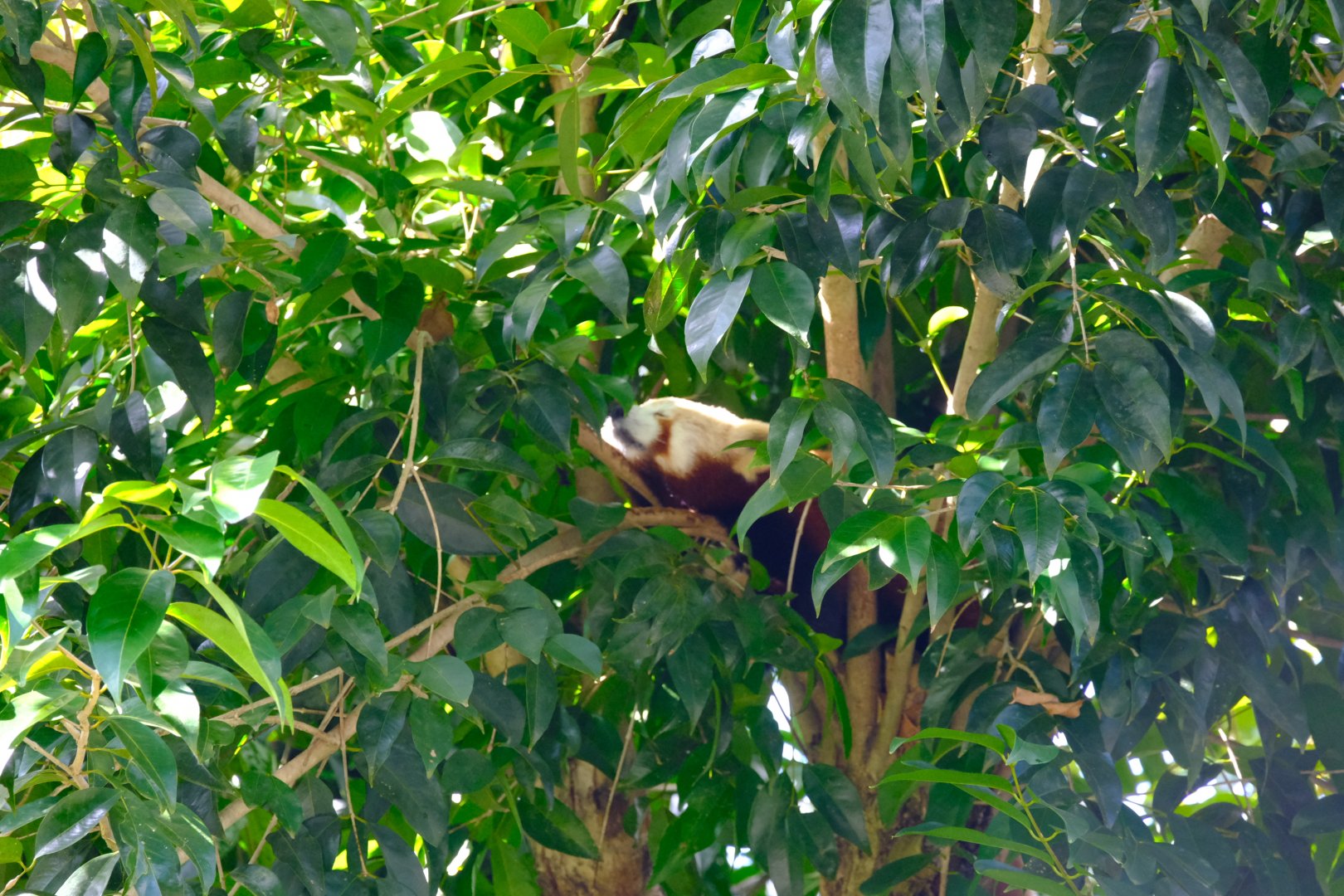 Red Panda - WIldlife HQ