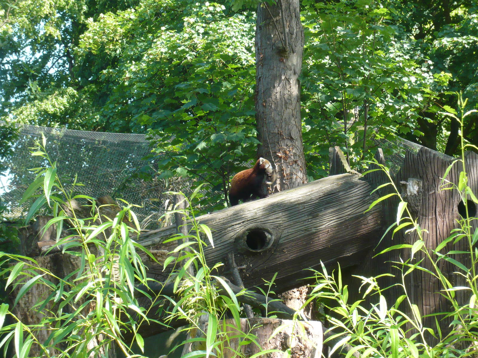 Red Panda with cub - June 29th 2010