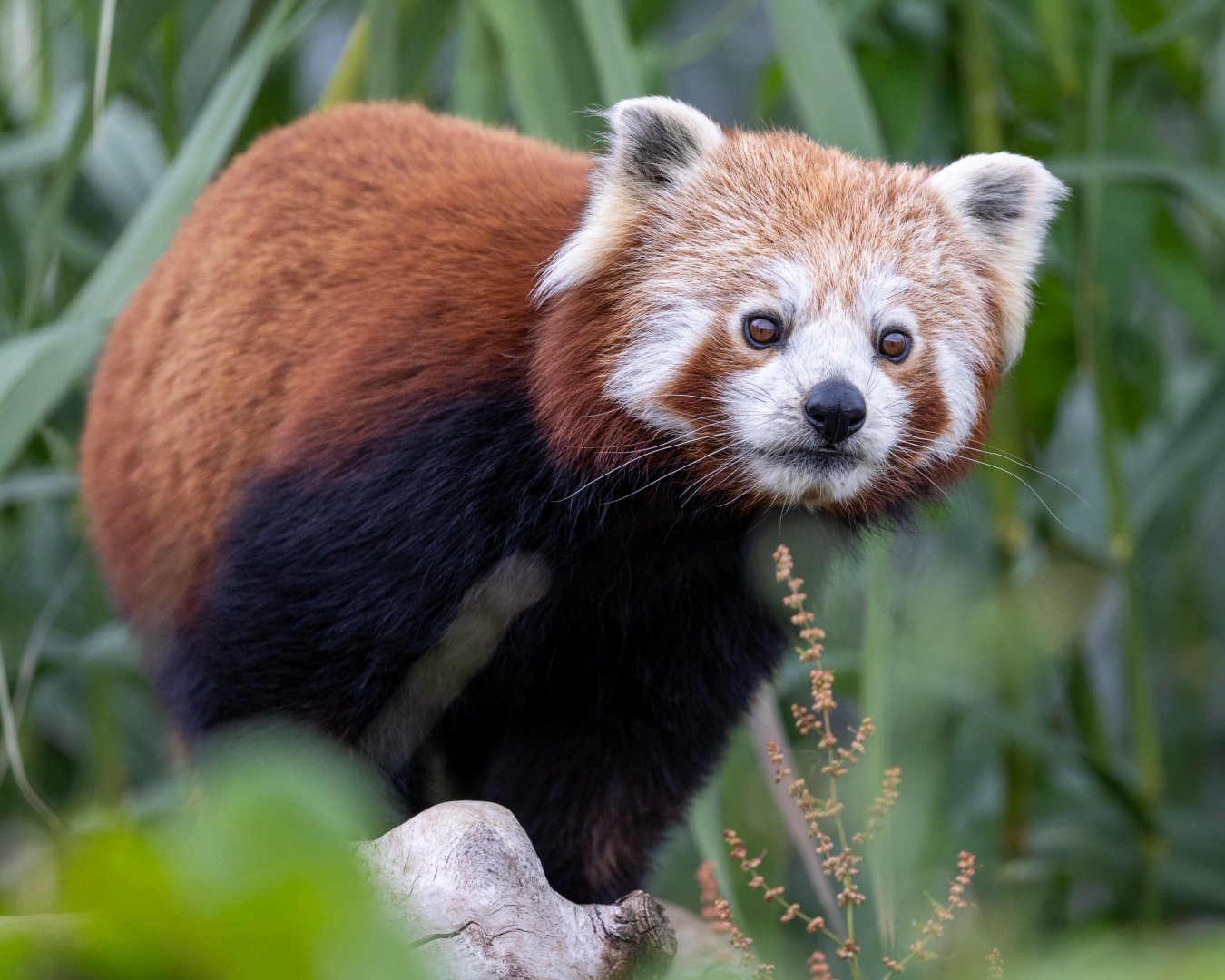 Red Panda  / Woodside Wildlife Park / 11-8-21