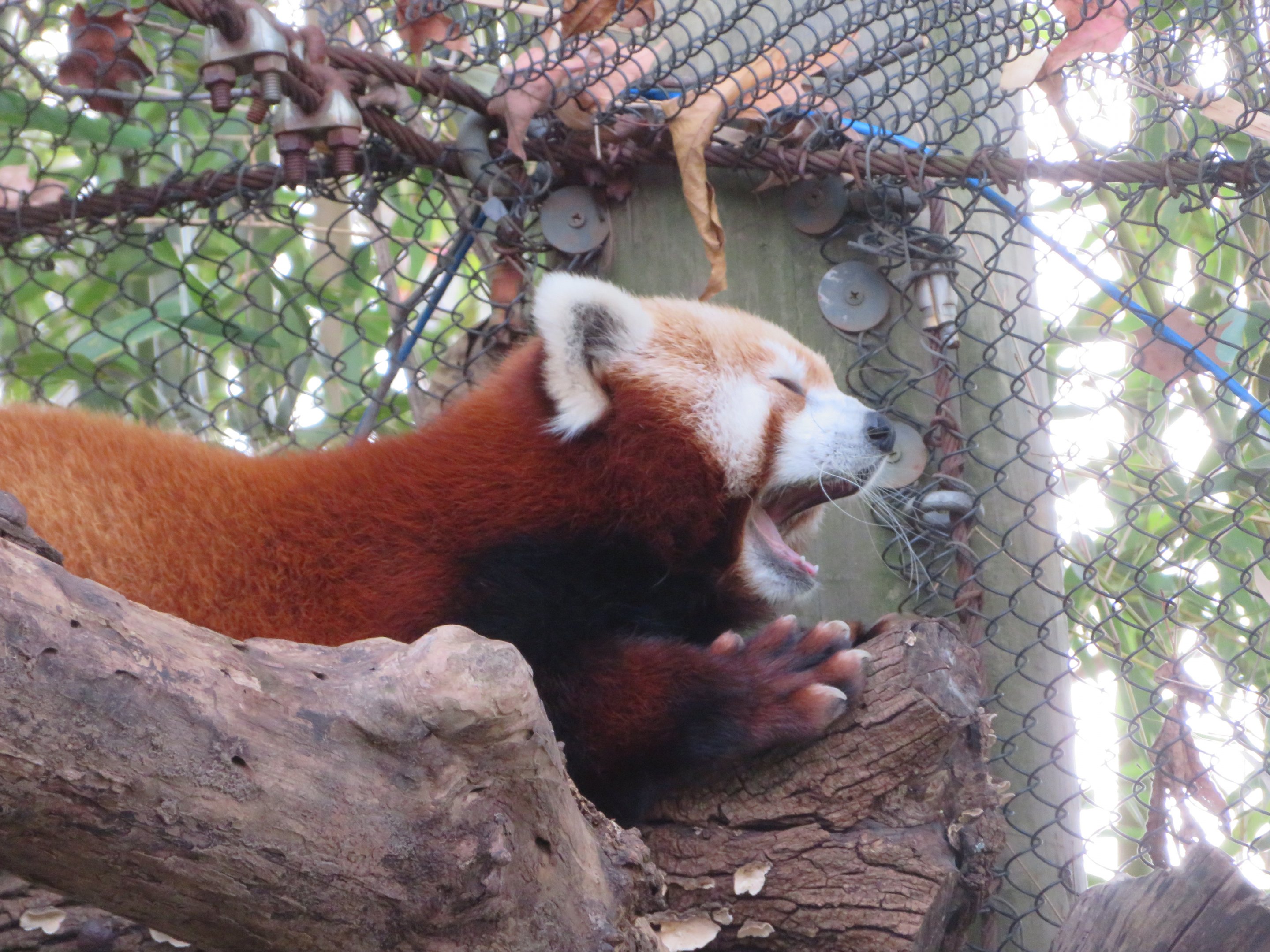 Red Panda Yawning