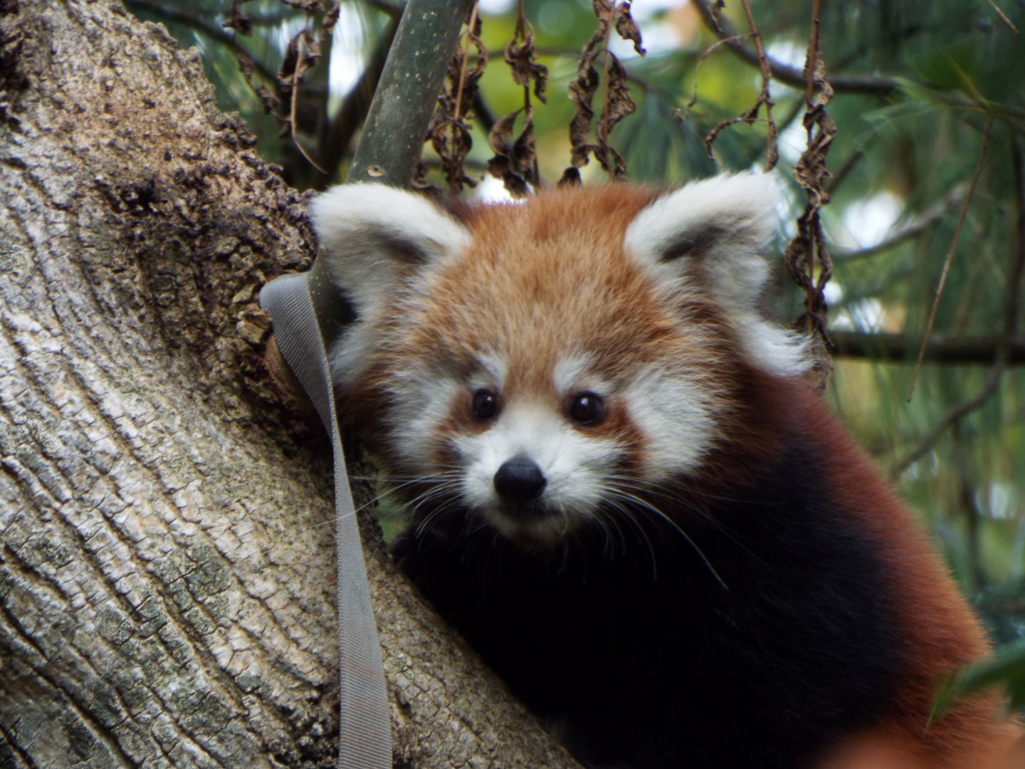 Red Panda Young, Paignton Zoo