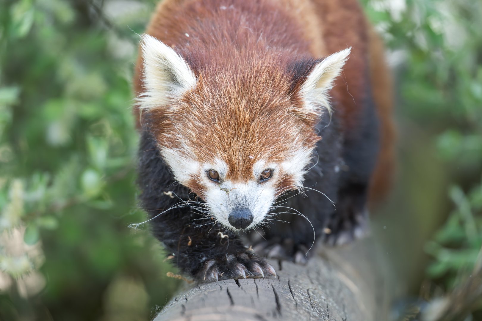 Red panda, YWP, UK