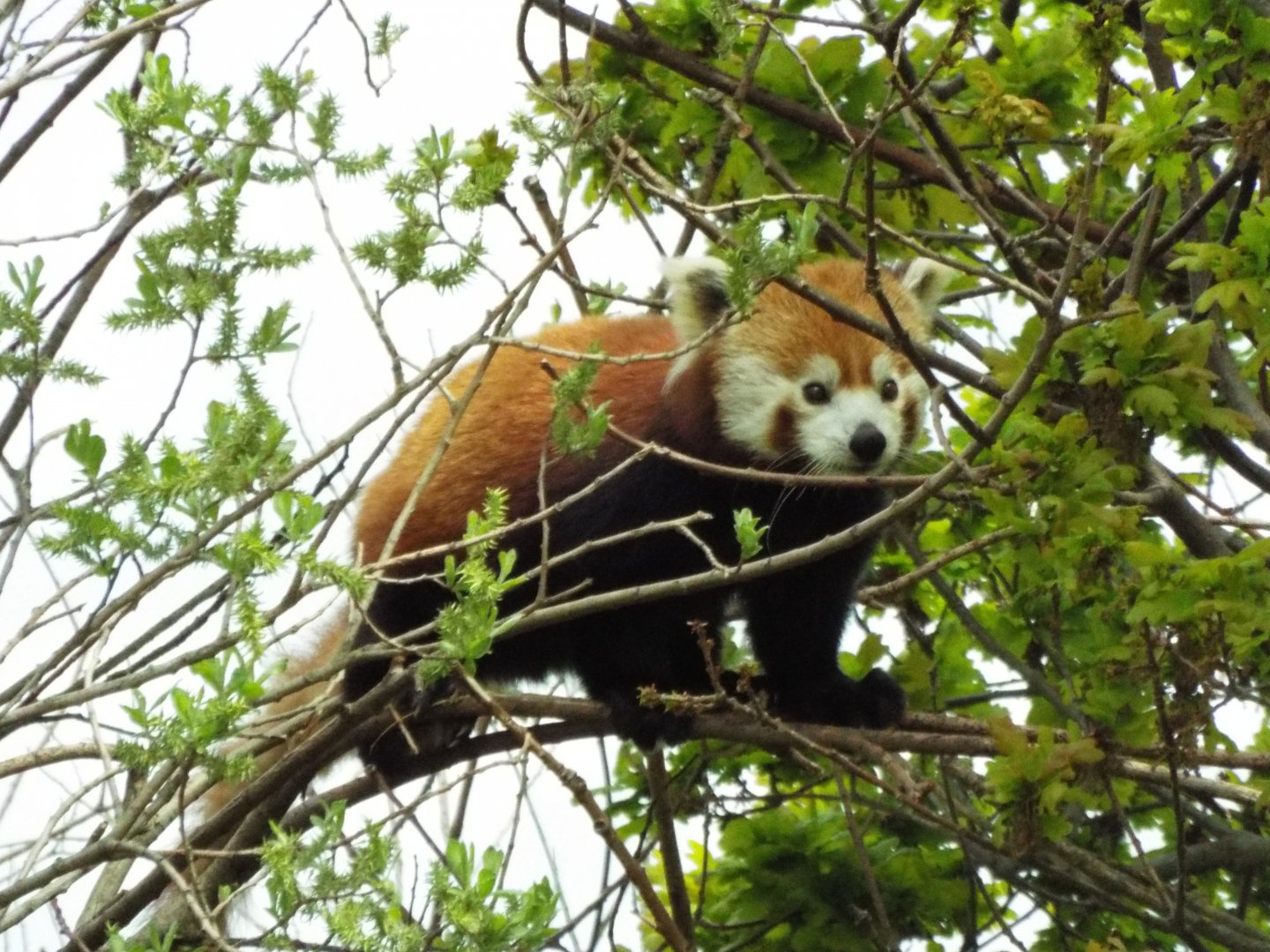 Red Panda - YWP