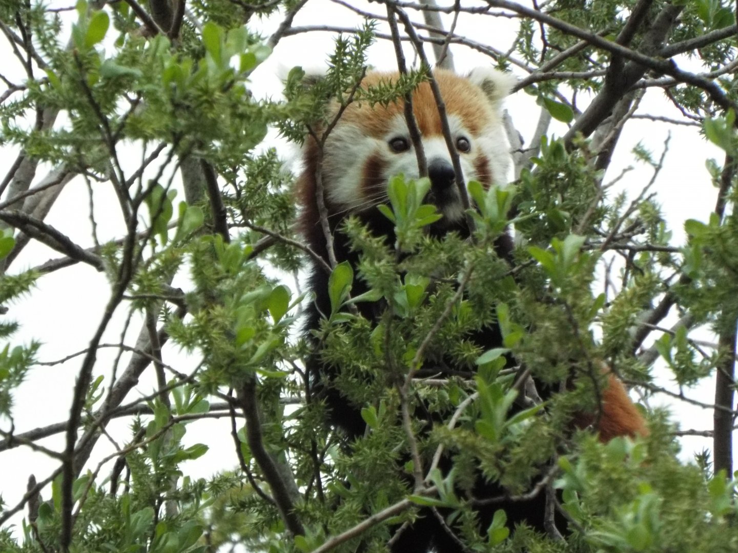 Red Panda - YWP