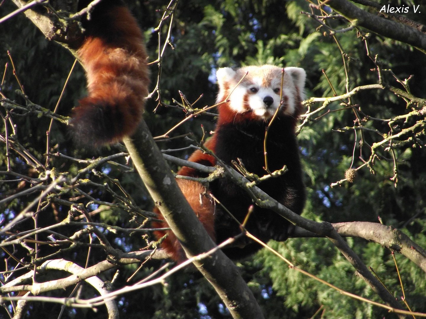 Red Panda - Zooparc de Beauval - 01/2020