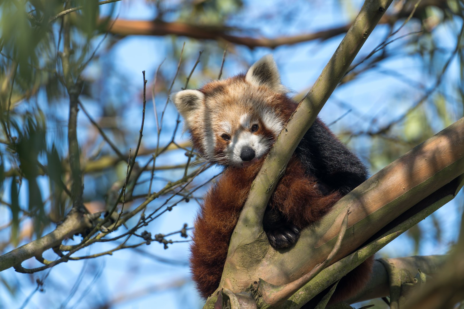 Red Panda, ZSL Whipsnade, UK