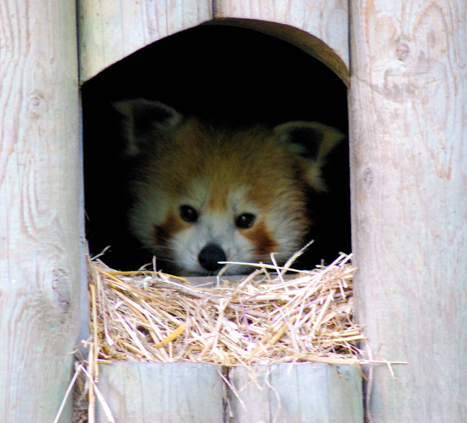 Red Panda