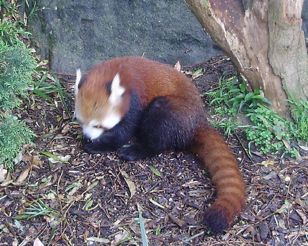 Red Panda.