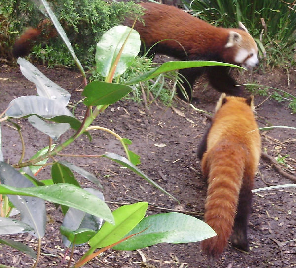 Red Panda.