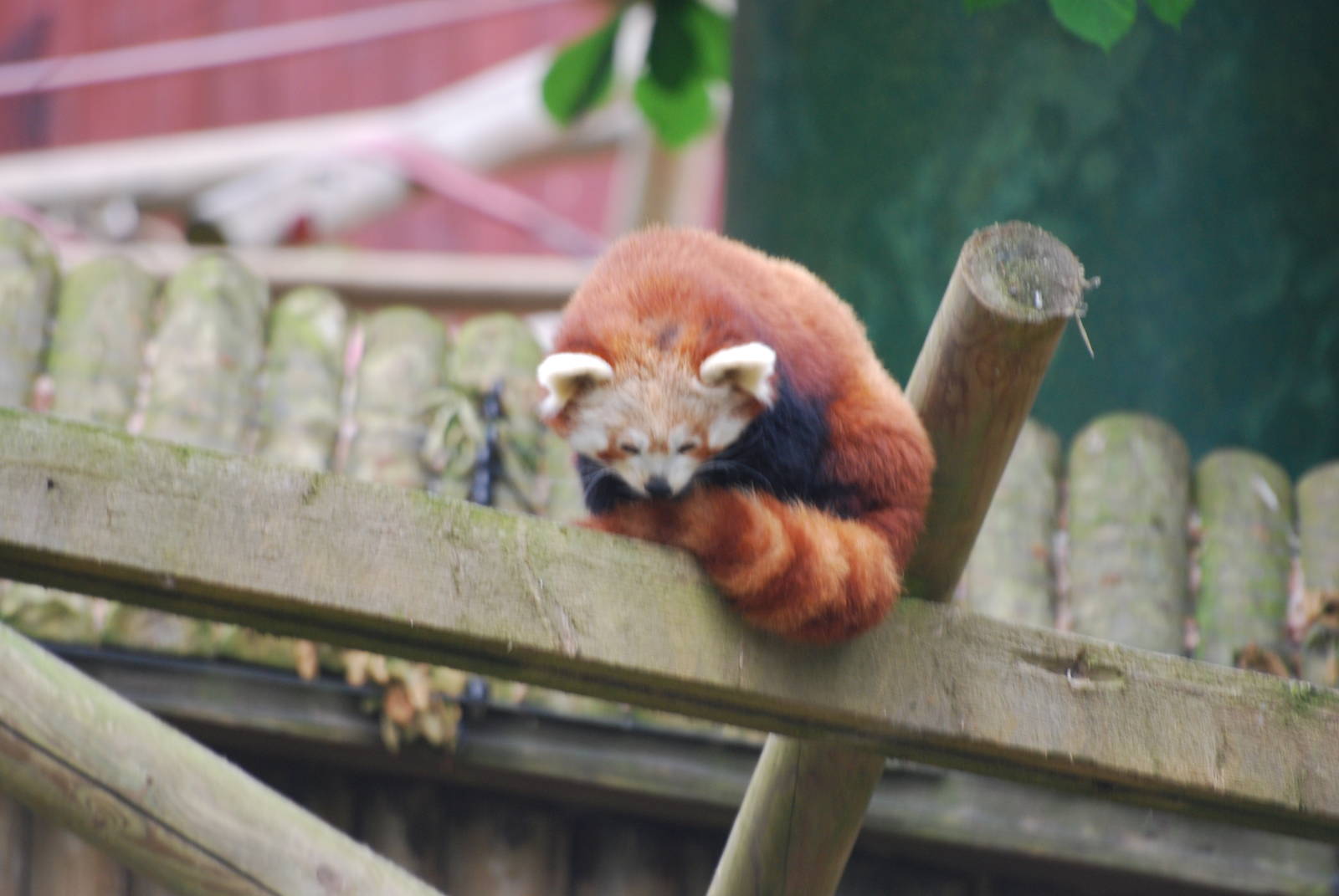 Red panda