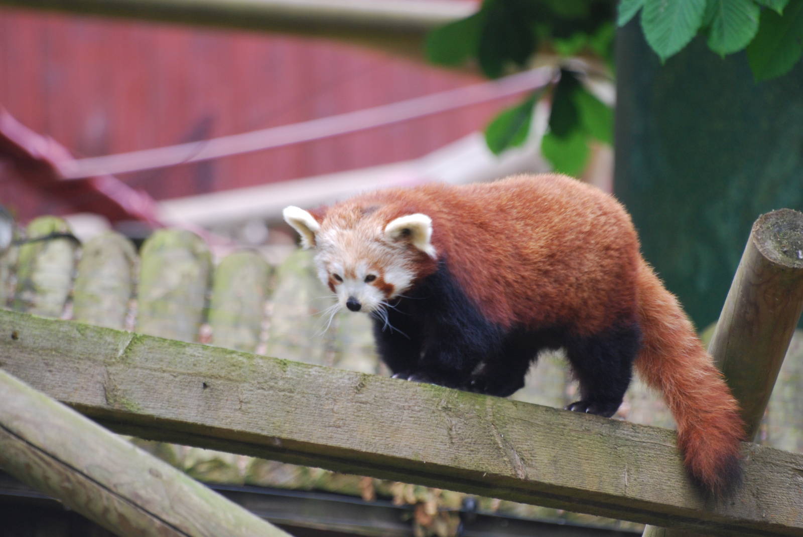 Red panda