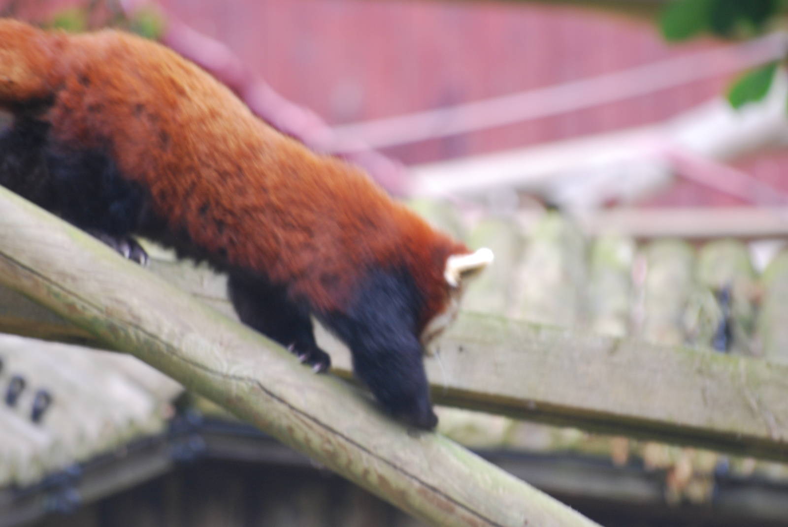 Red panda