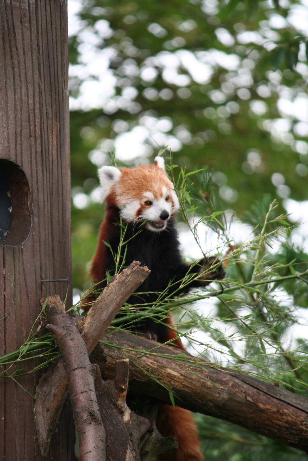 Red Panda