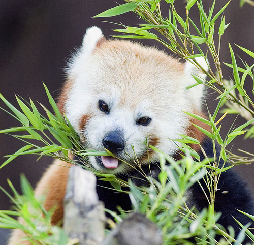red panda