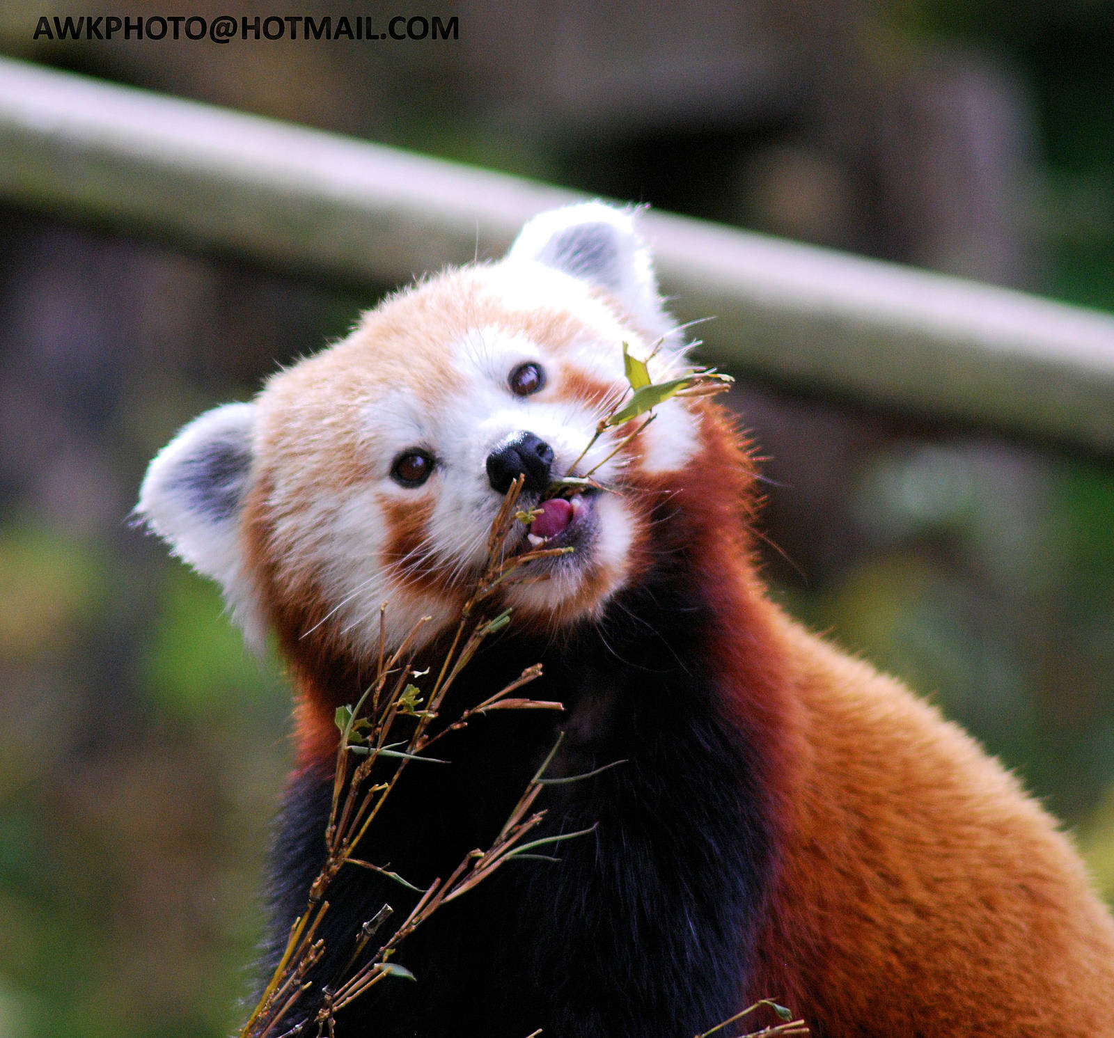 Red Panda