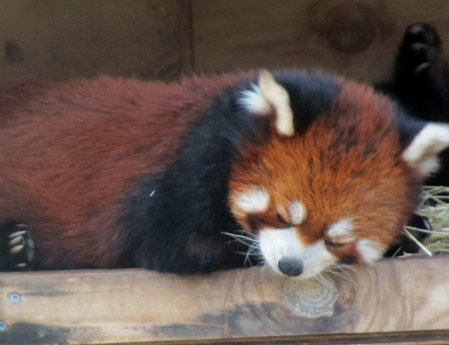 Red Panda