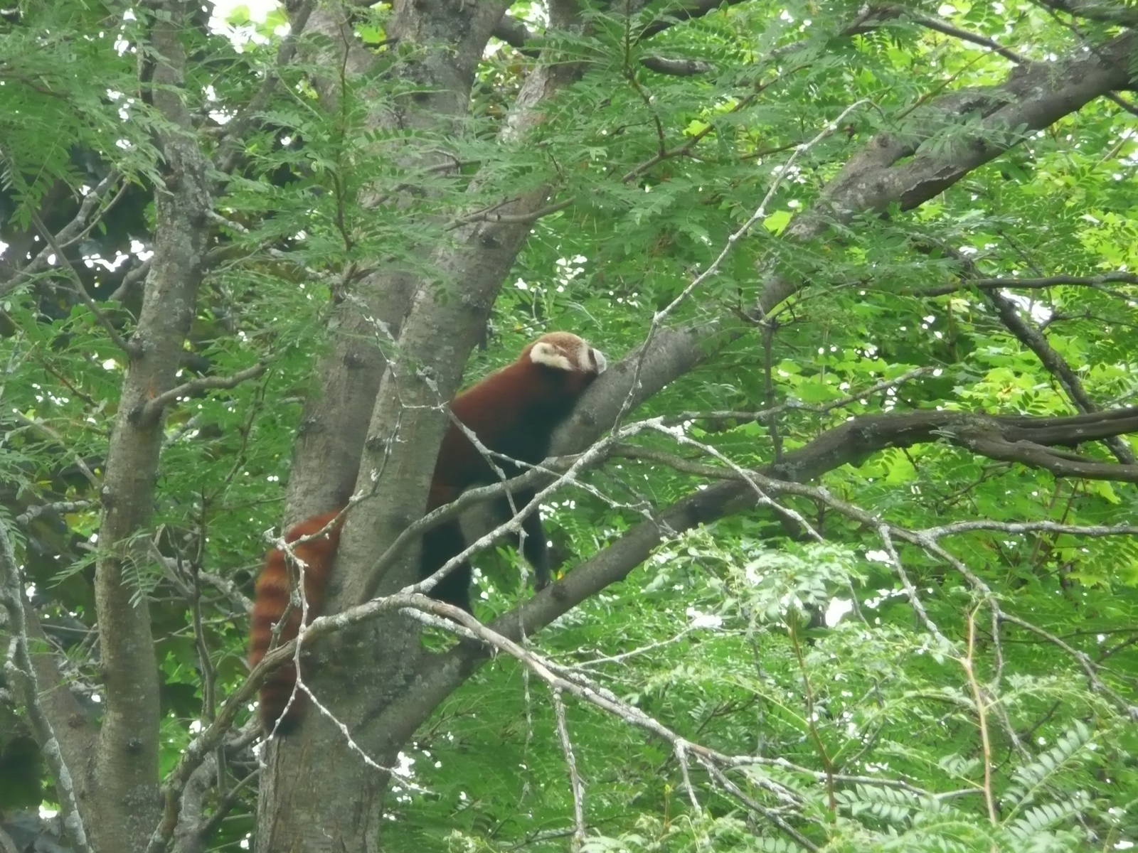 Red Panda