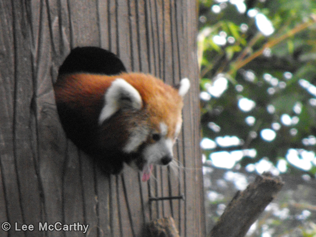 Red Panda