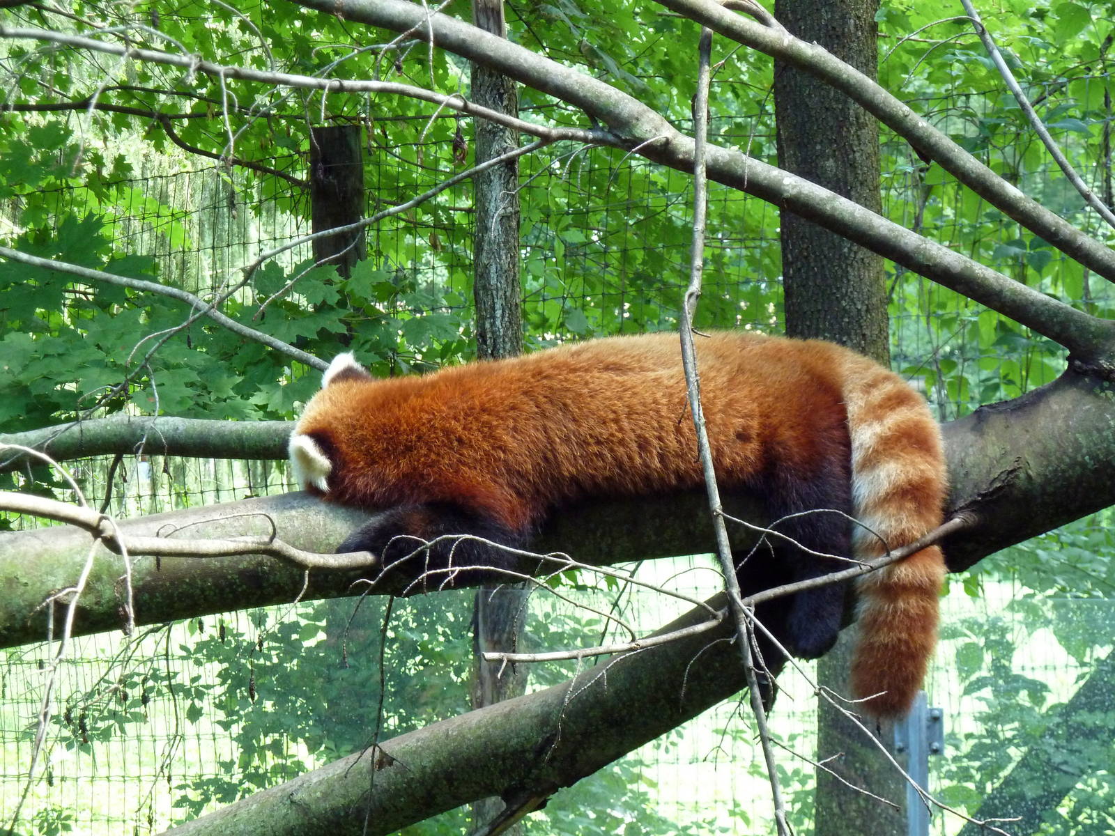 Red Panda