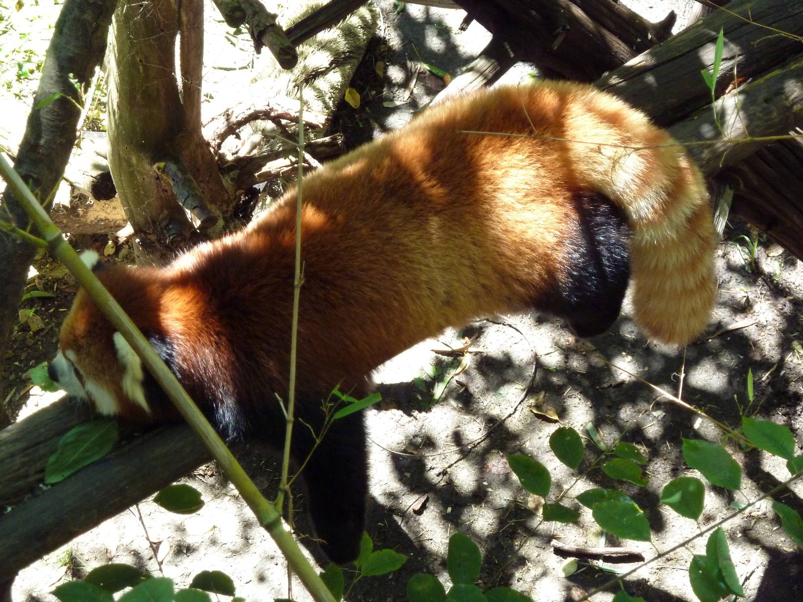 Red Panda
