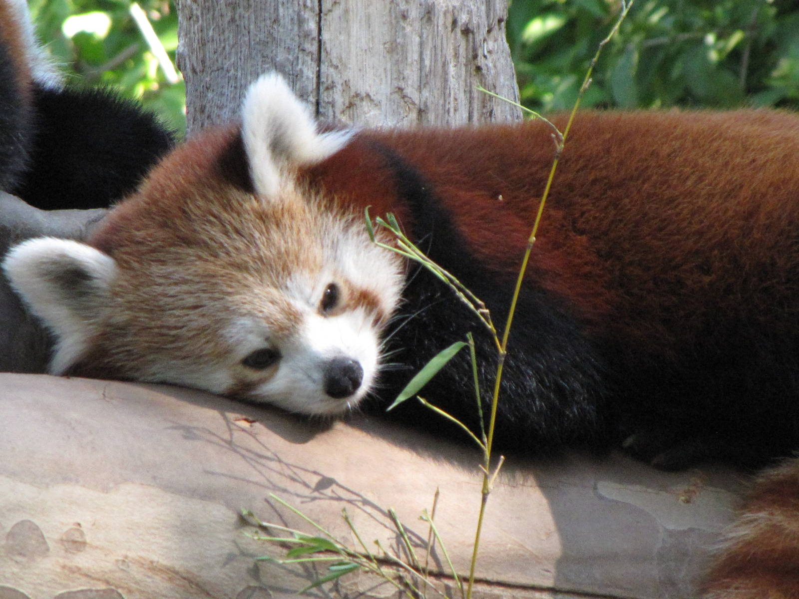 Red Panda