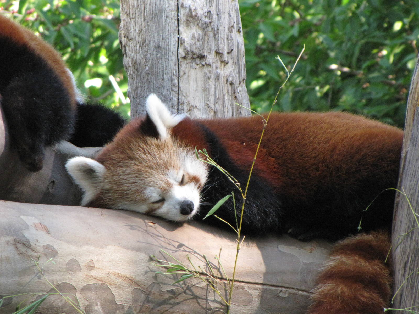 Red Panda