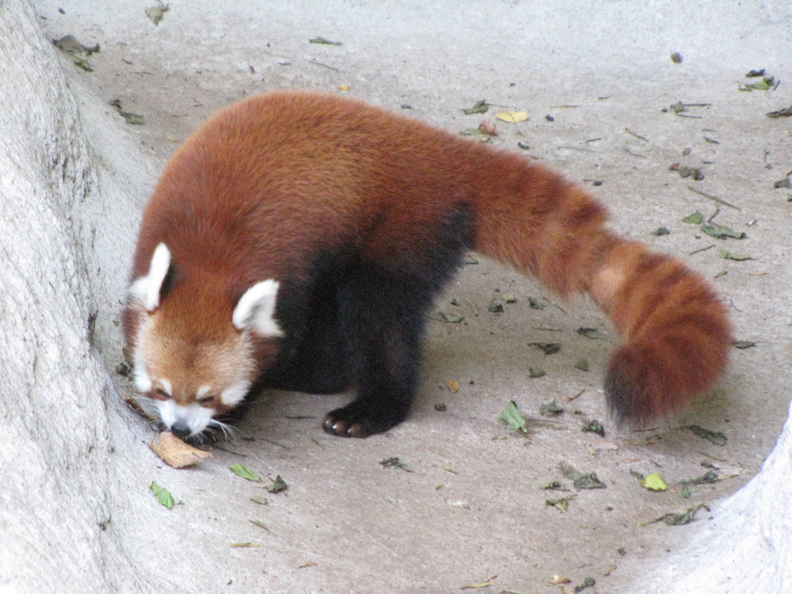 Red Panda