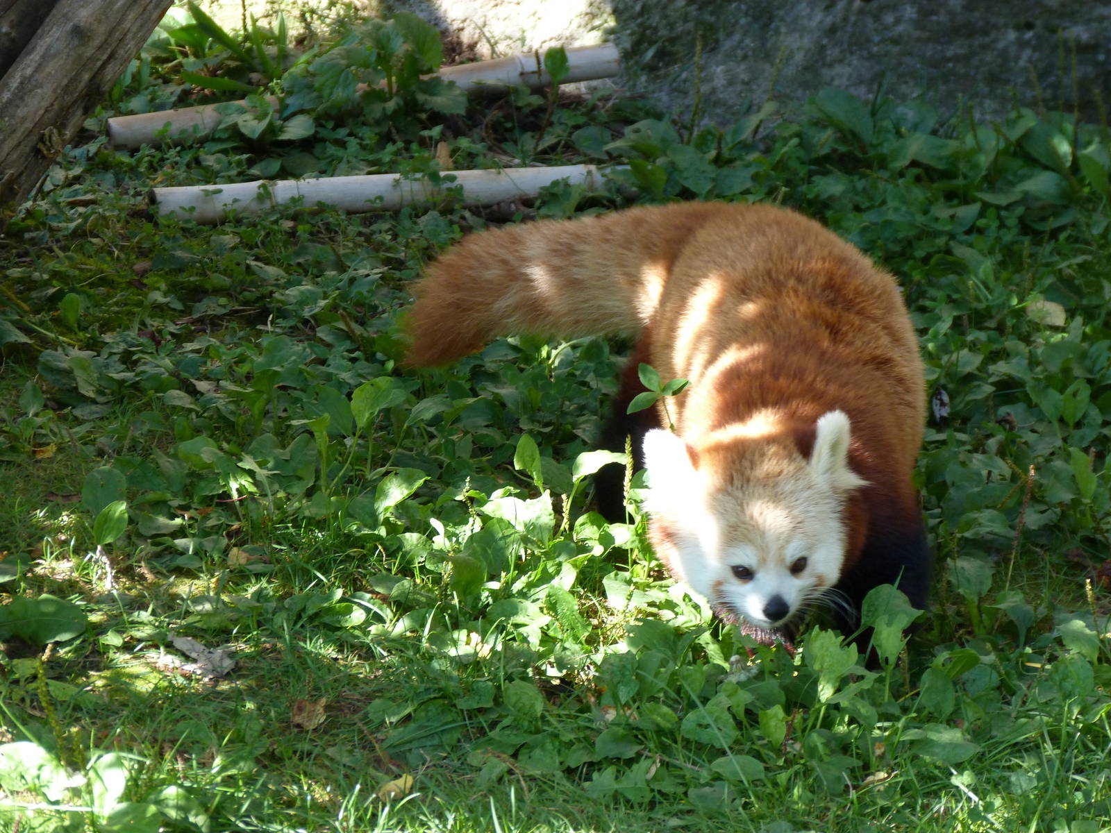 Red Panda