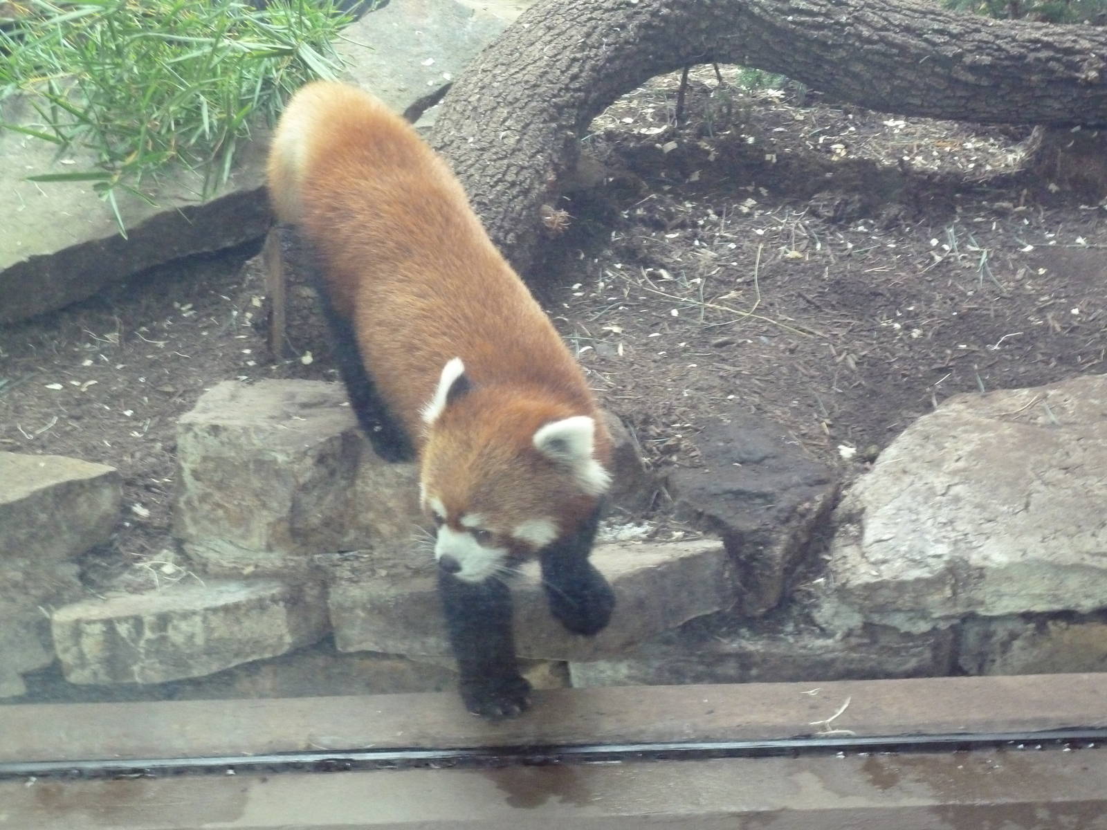Red Panda