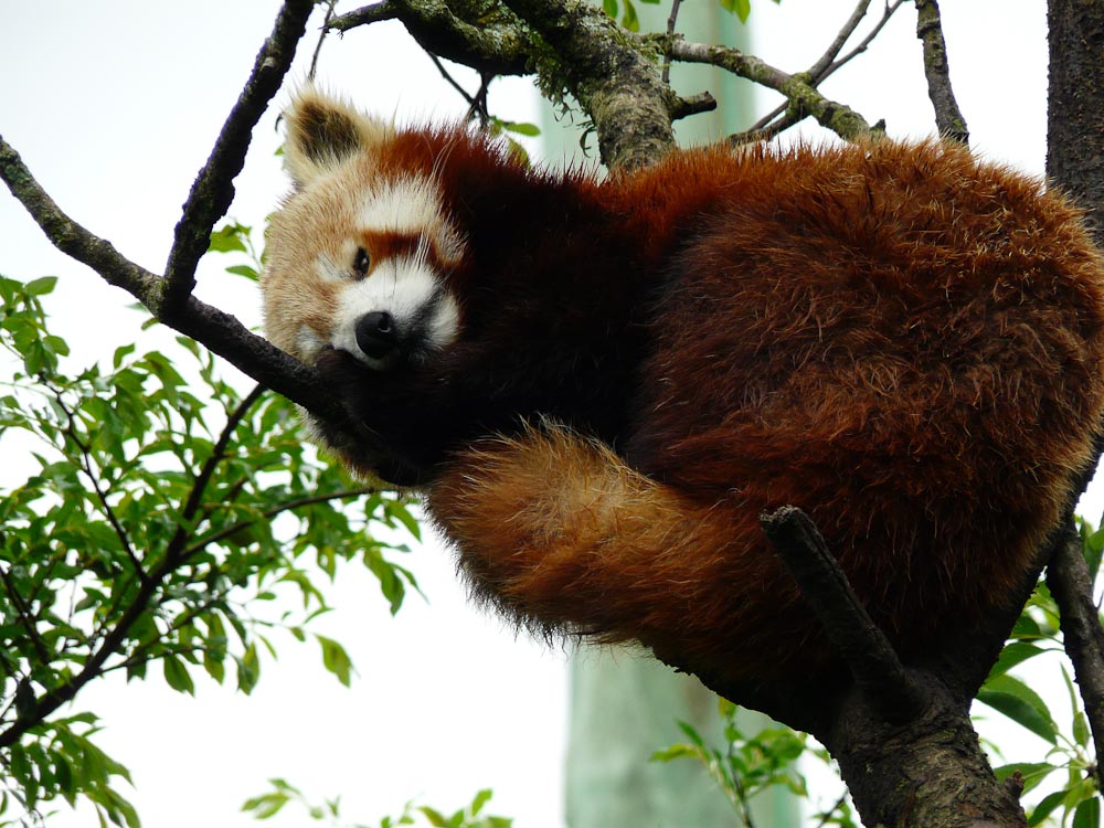 Red panda