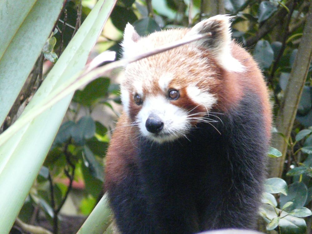 Red panda