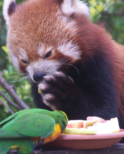 Red Panda