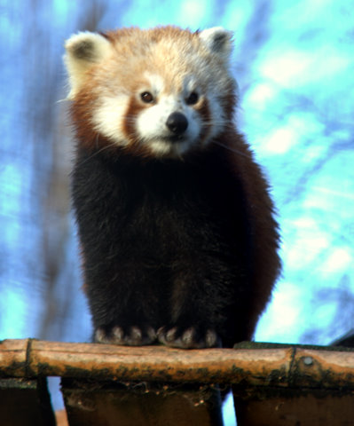 Red Panda