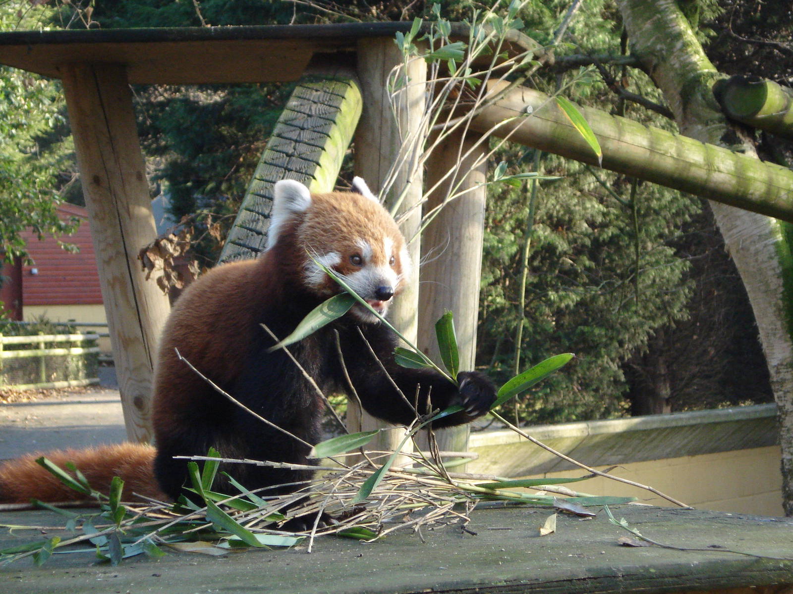 Red Panda