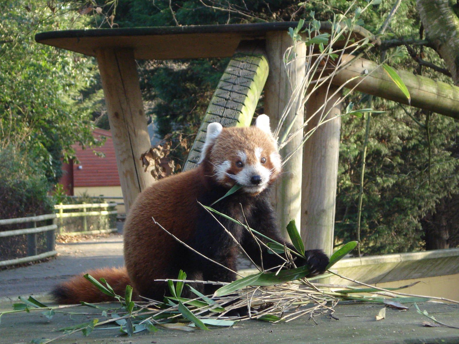 Red Panda