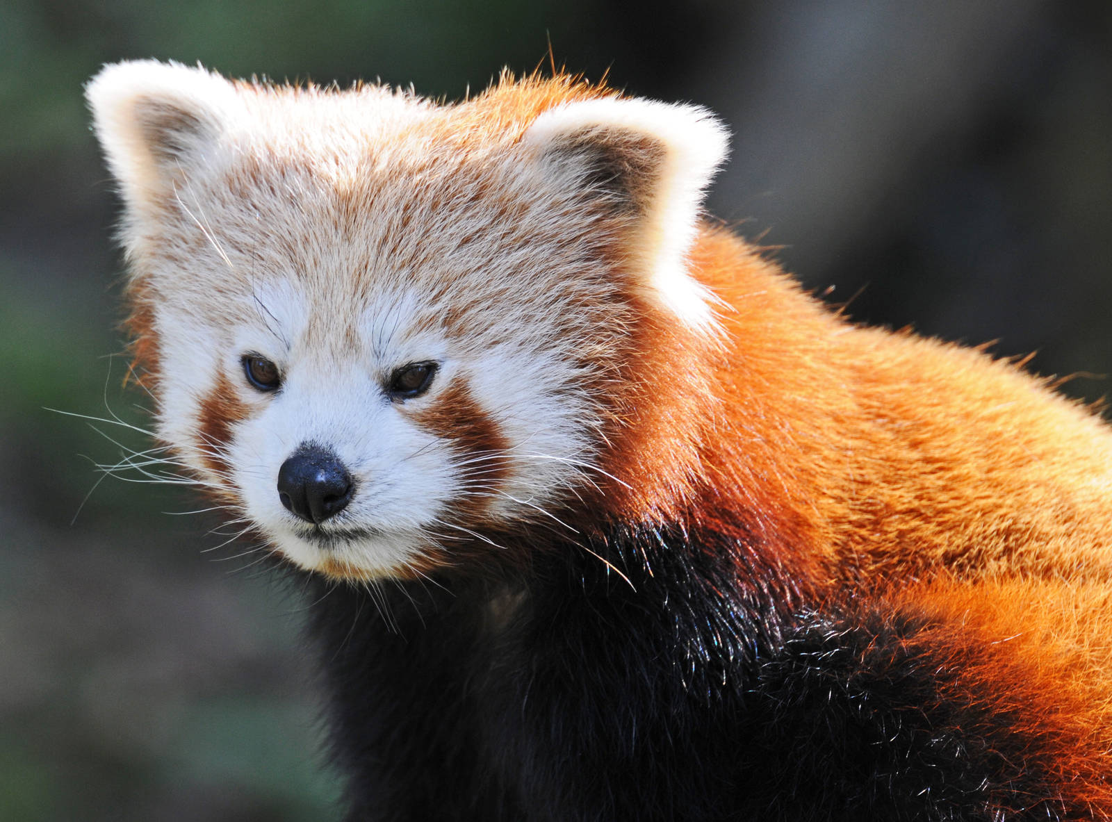 Red Panda