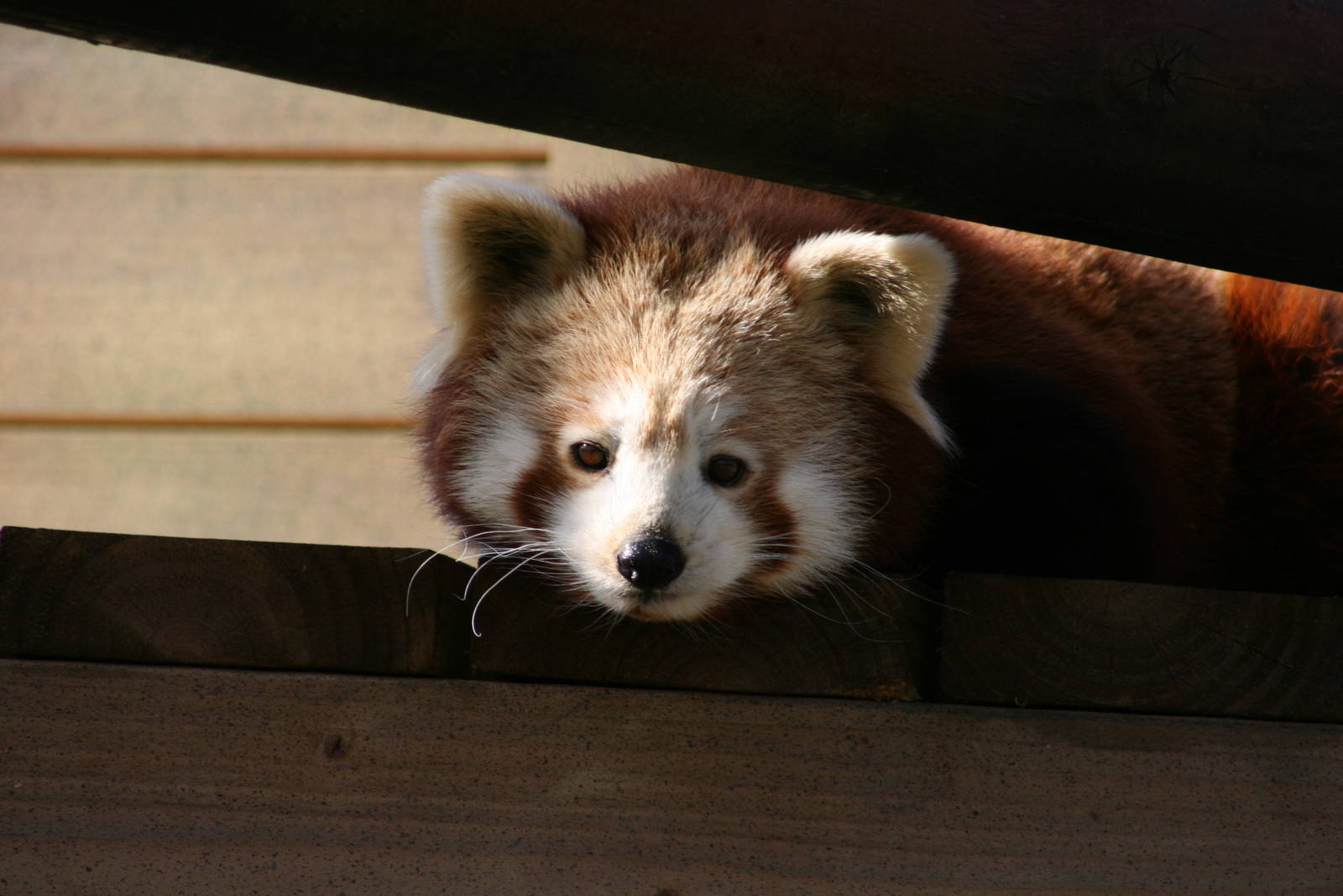 Red Panda