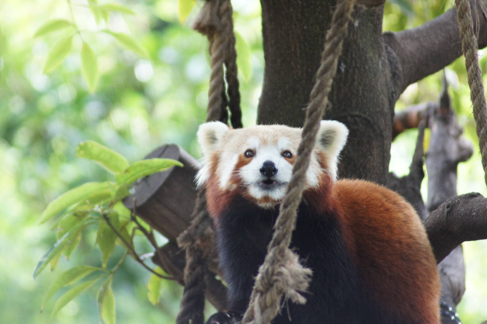 Red Panda