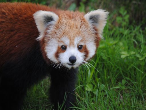 Red Panda