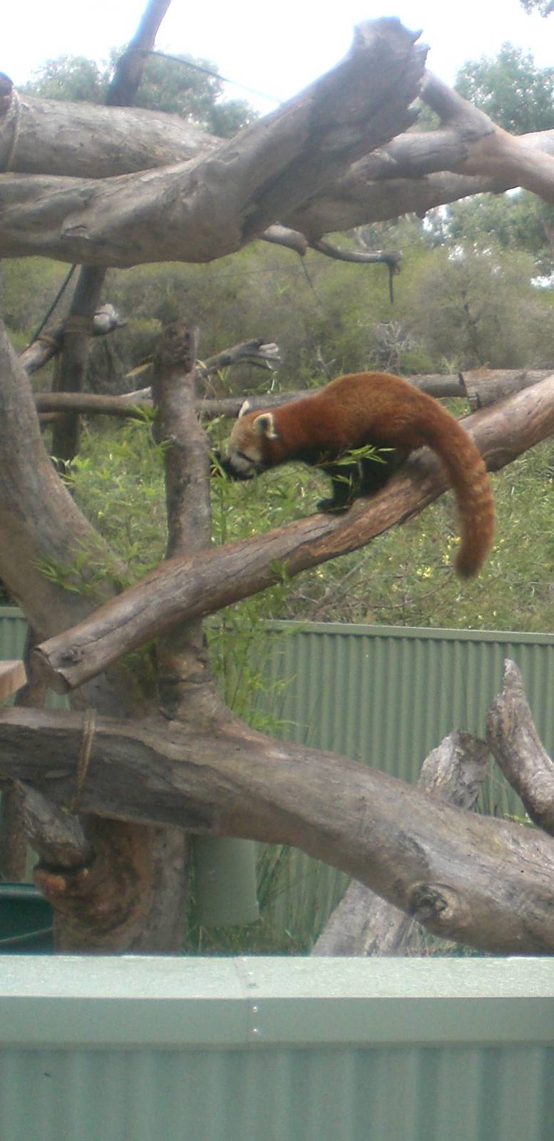 Red Panda