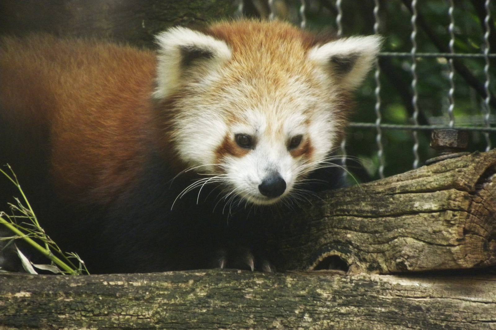 Red Panda