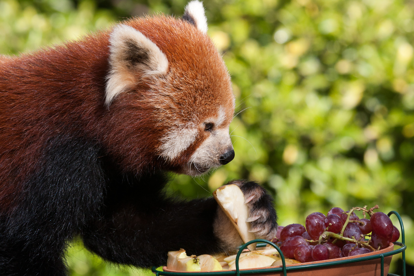 Red Panda
