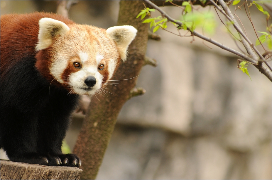 Red panda