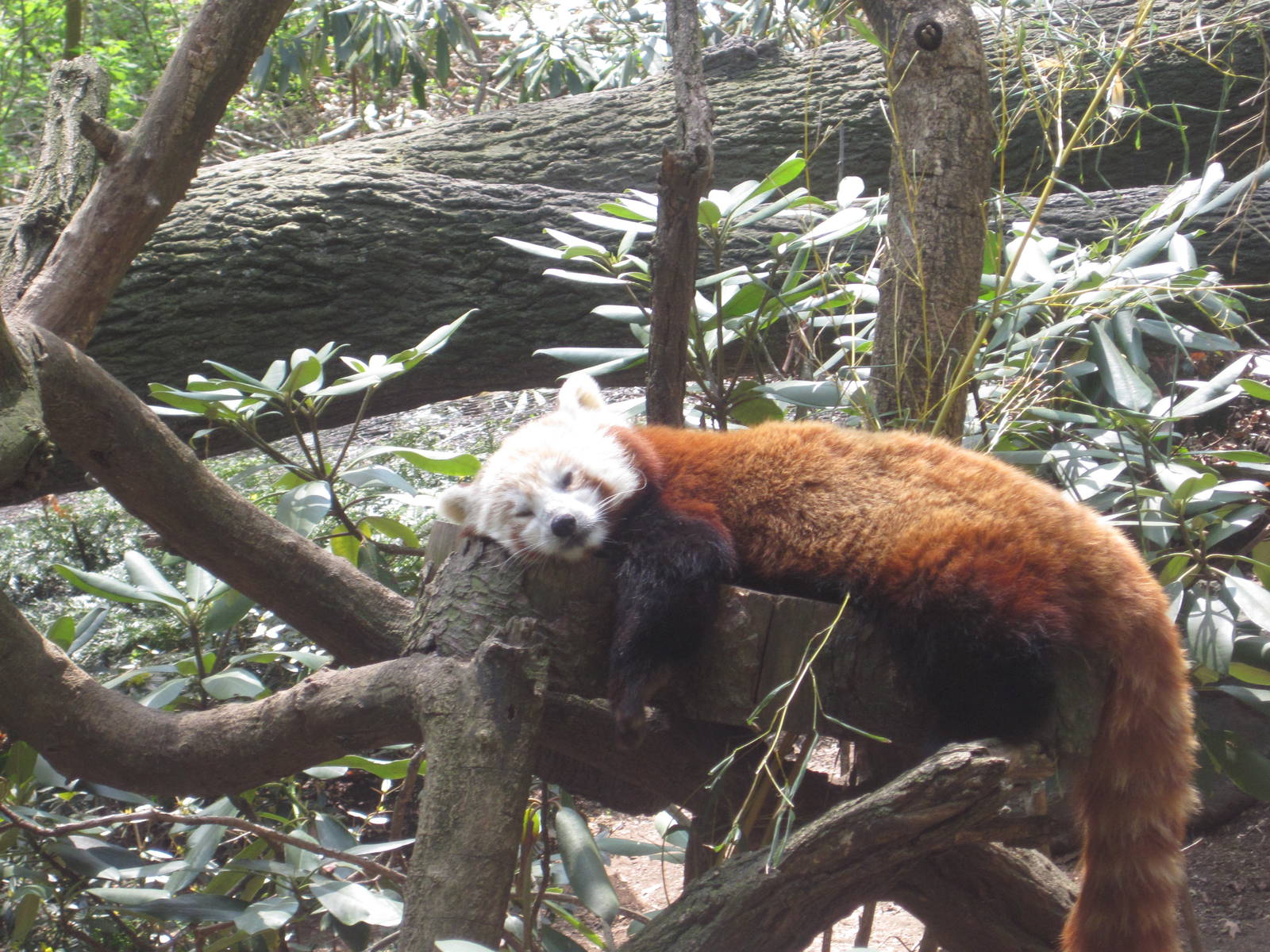 Red Panda
