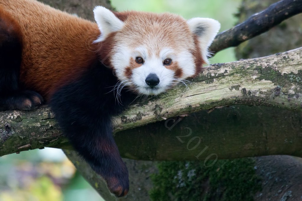 Red Panda